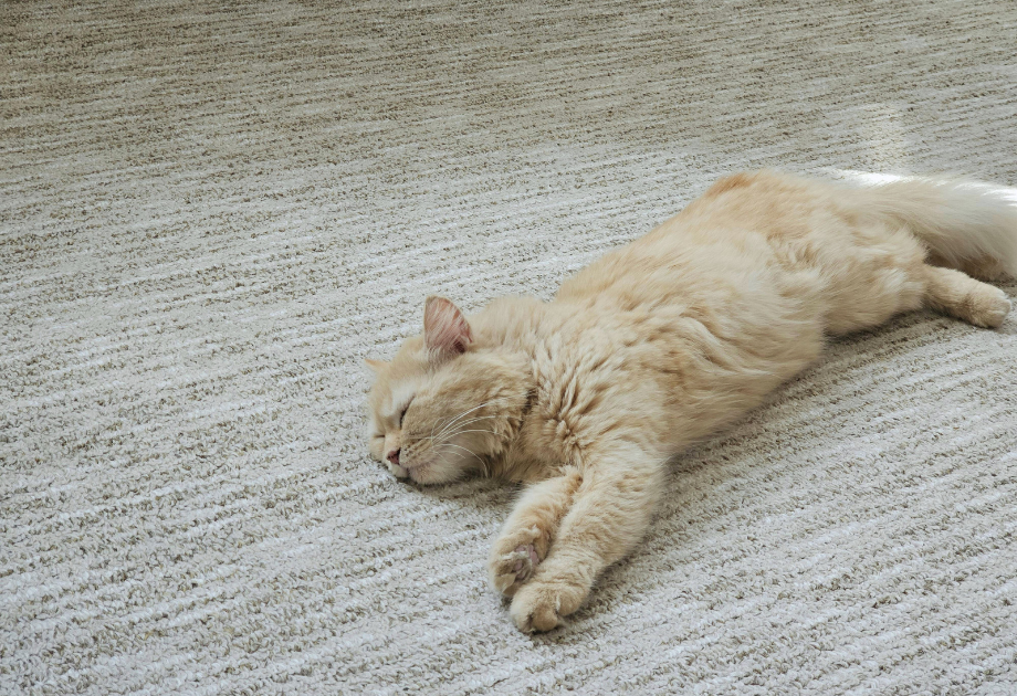 cat laying on carpet